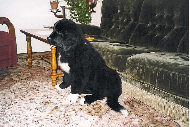 TALIA3.JPG - LEAD Technologies Inc. V1.01
